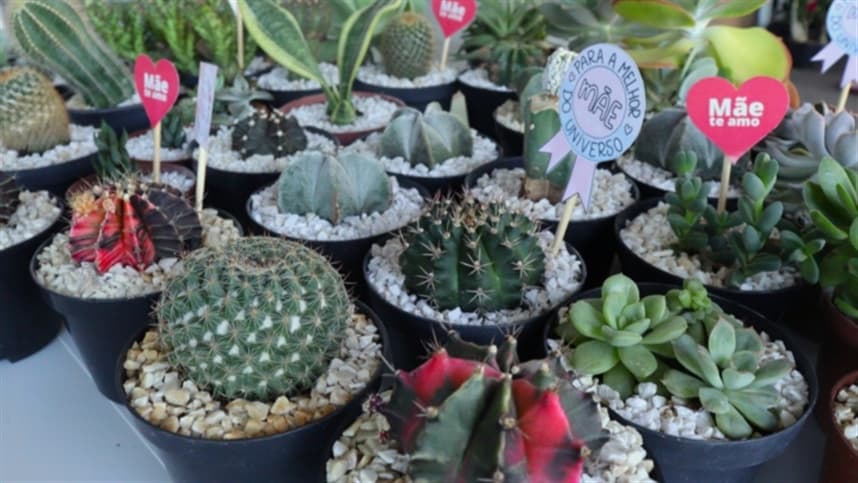 Feira de Flores em Tangará da Serra aposta em valorização local