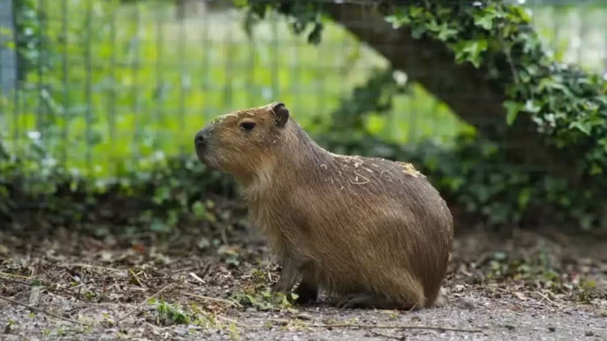 Capivara Samba foge do Marwell Zoo e segue desaparecida há seis meses