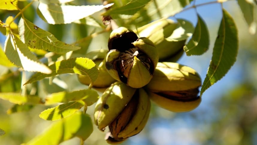 3º ENAPecan aborda desafios da pecanicultura no Rio Grande do Sul