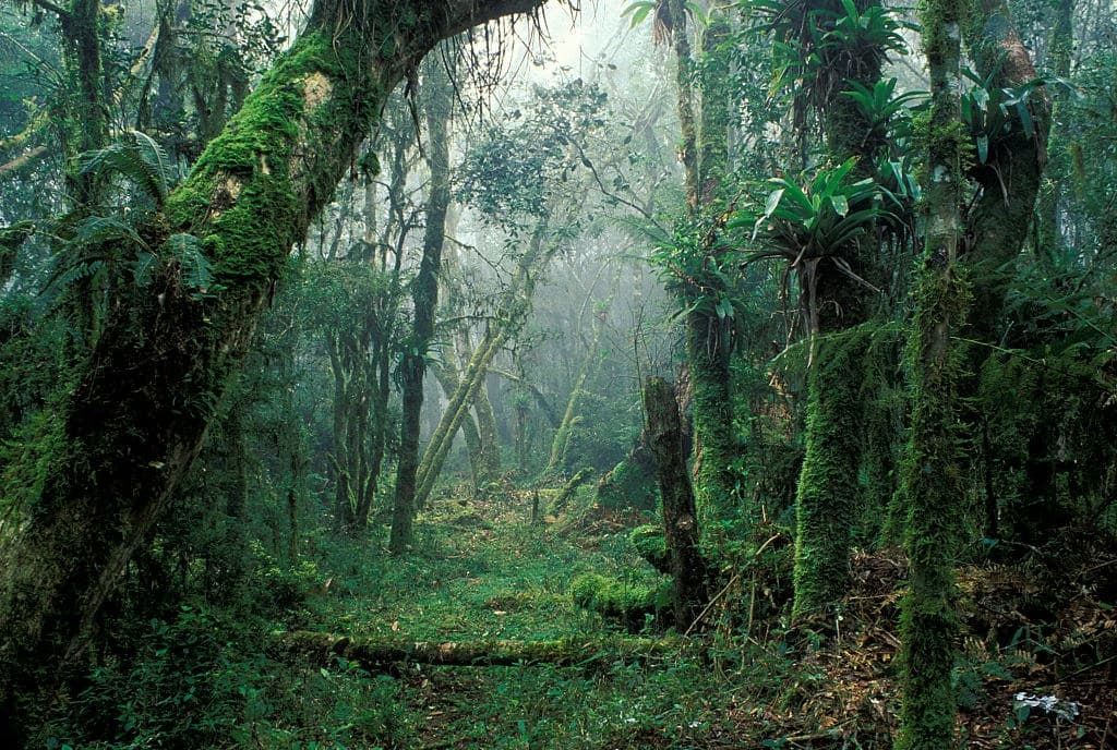 Mata Atlântica perde 9,7 milhões de hectares de vegetação madura