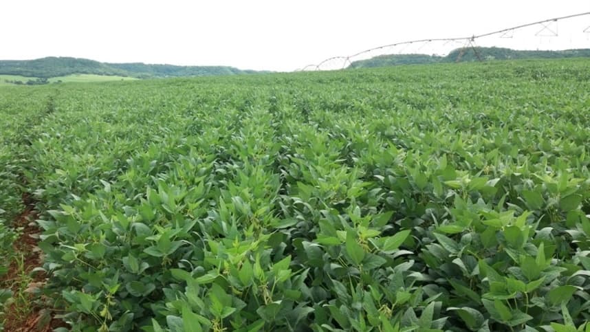 Cultivo de soja avança no Brasil
