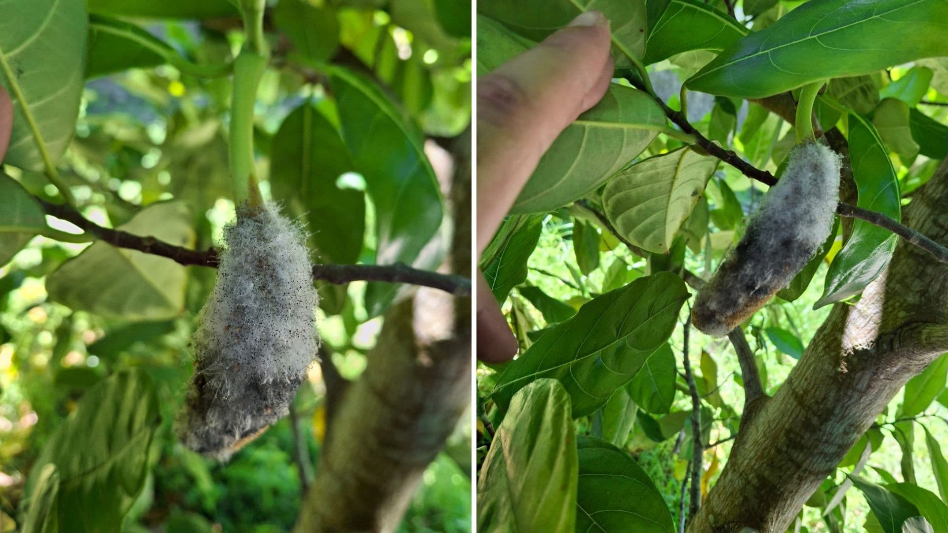 Dicas para cuidar da jaqueira e evitar mofo nos frutos