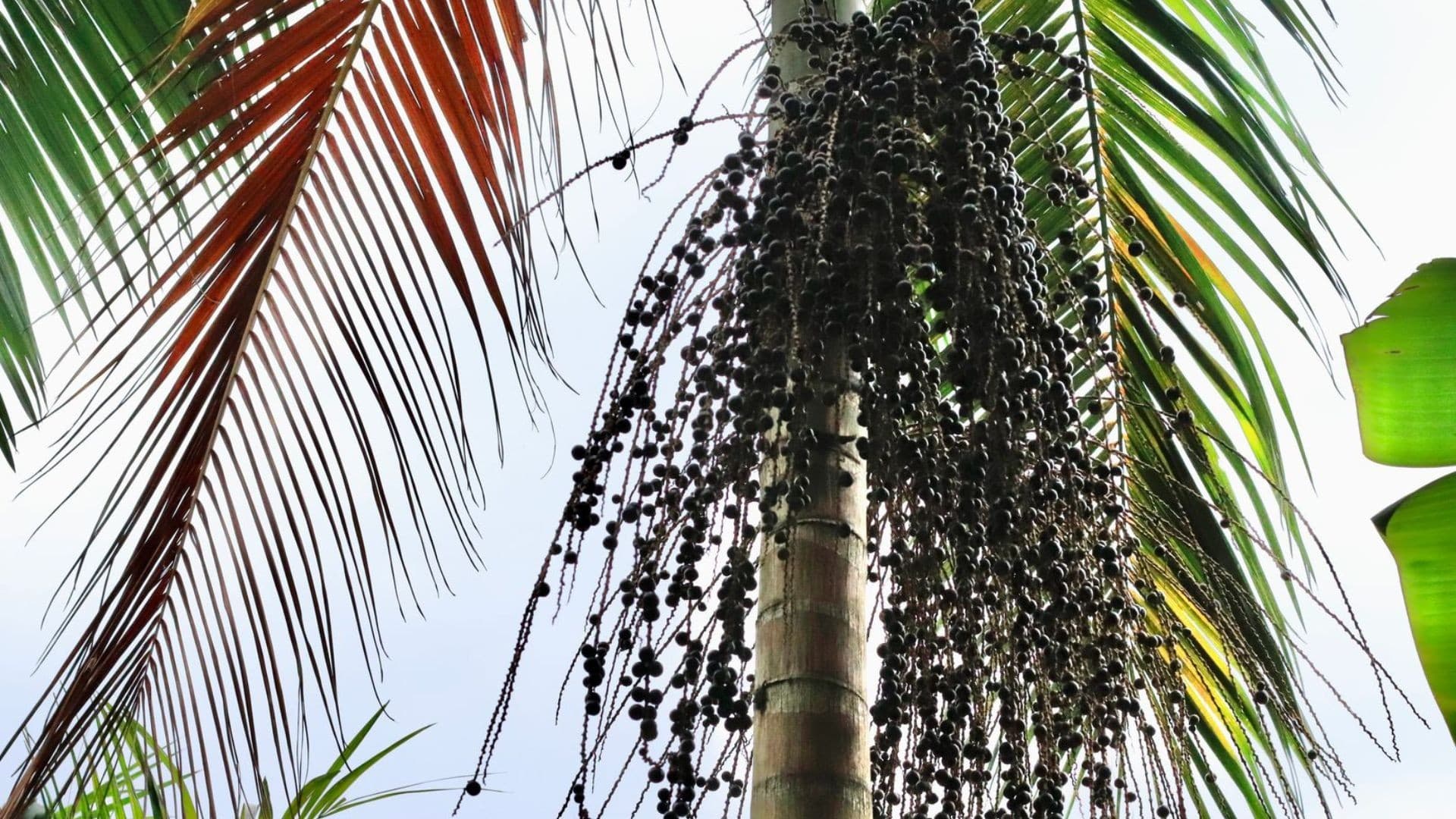 Juçara é destaque internacional entre as melhores plantas