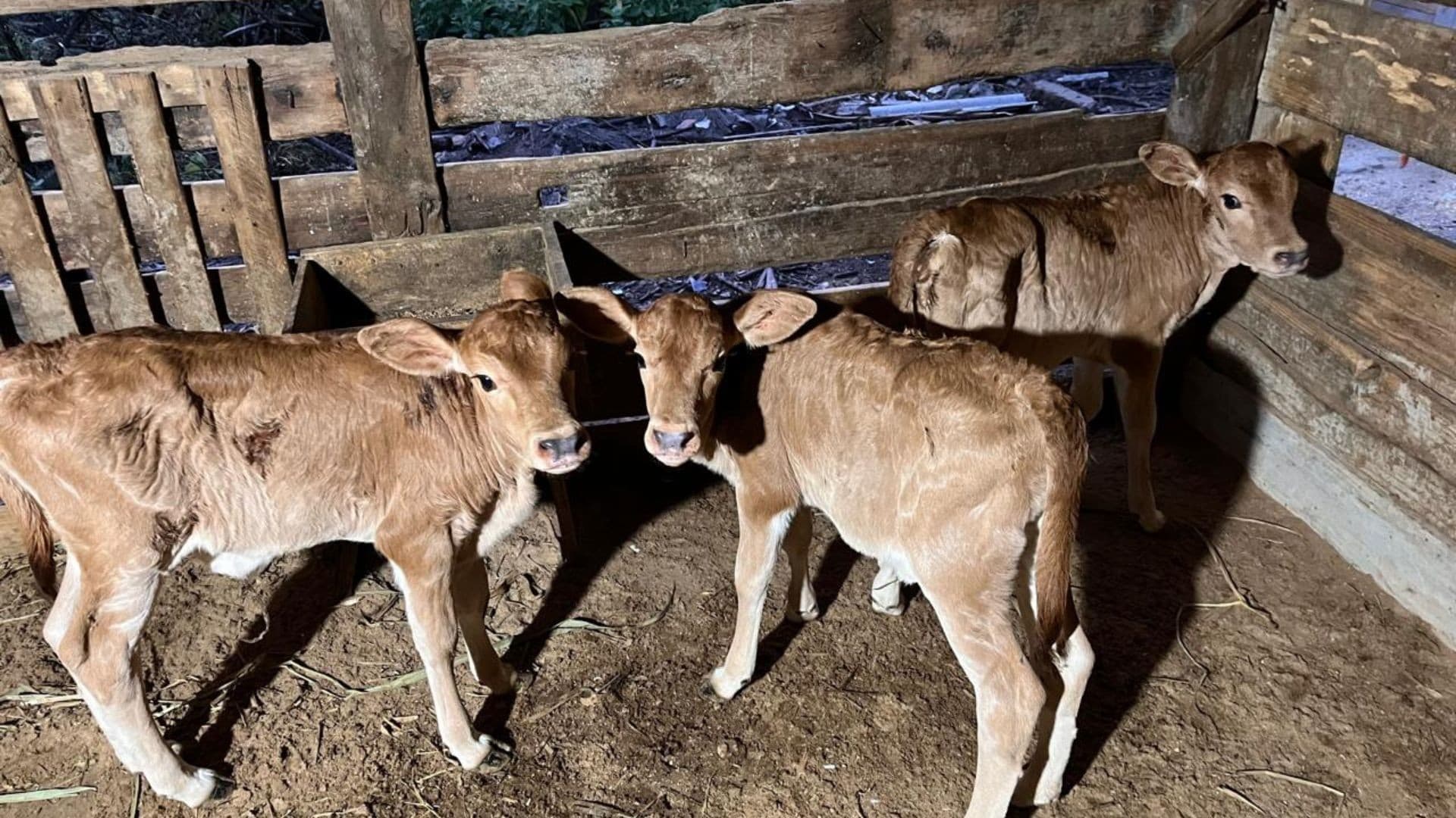 Vaca em Jaraguá do Sul surpreende com nascimento de trigêmeas