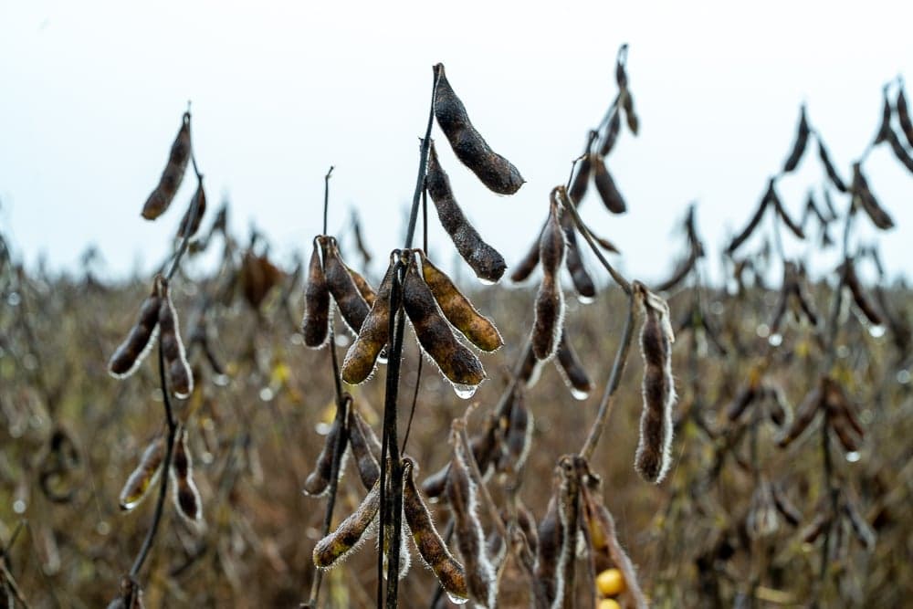 Mercado de soja permanece estável, mas óleo enfrenta queda