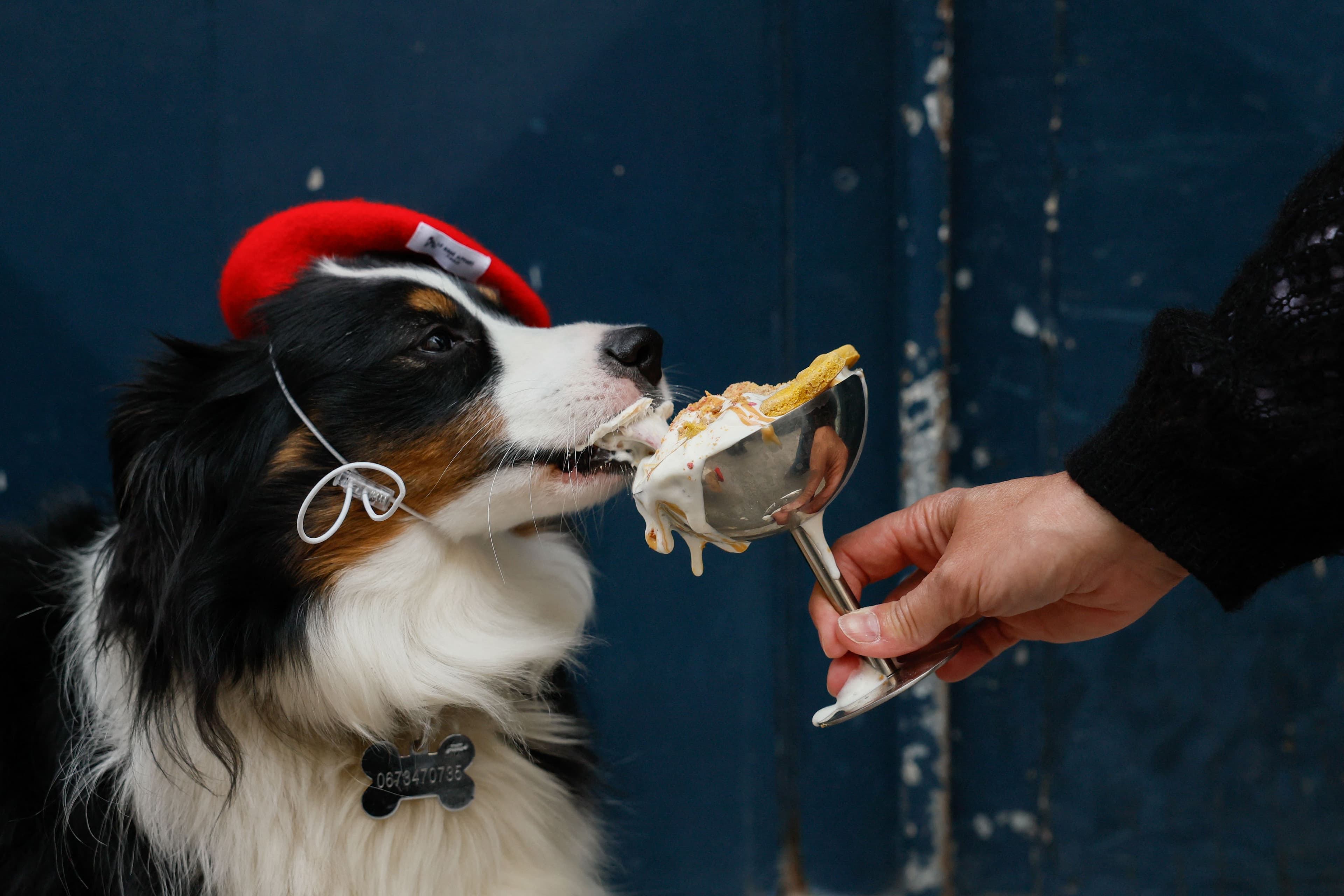 Cães em Paris ganham cafés e doces gourmet