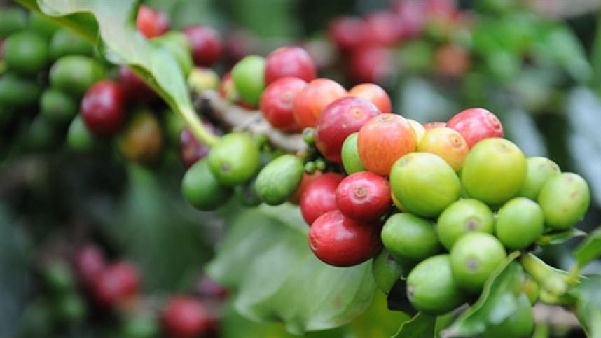 Café vê queda de preços com avanço da safra brasileira