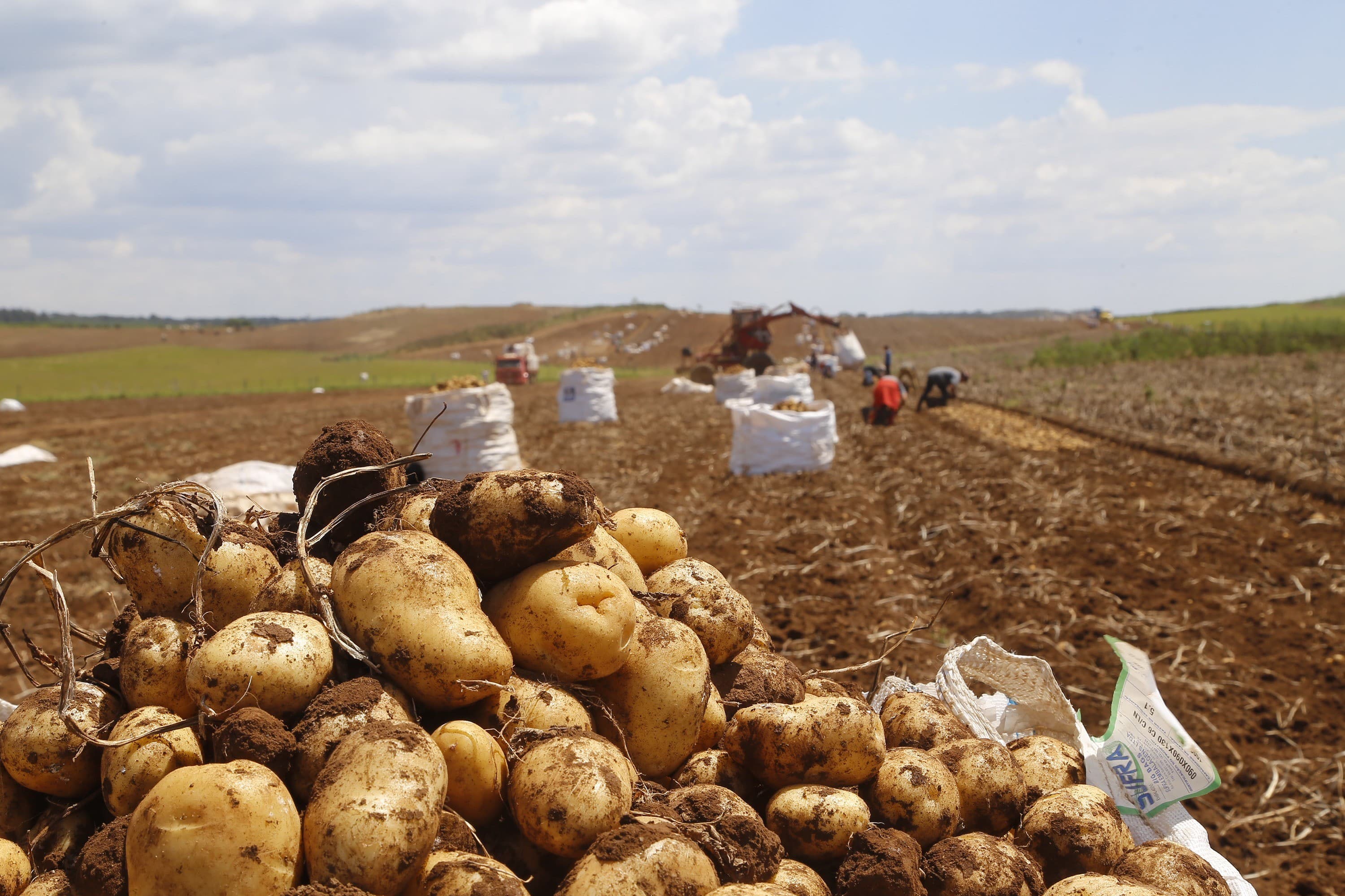 Batata tem leve aumento de preços devido a chuvas em Minas Gerais