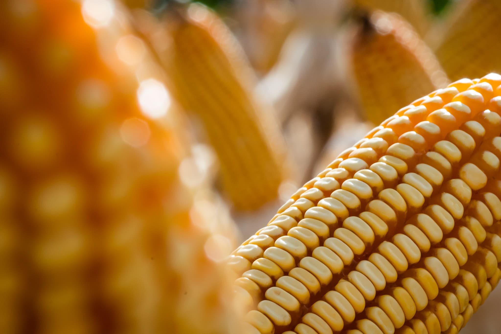 Safra de milho em Mato Grosso: vendas crescem 13,69% em julho