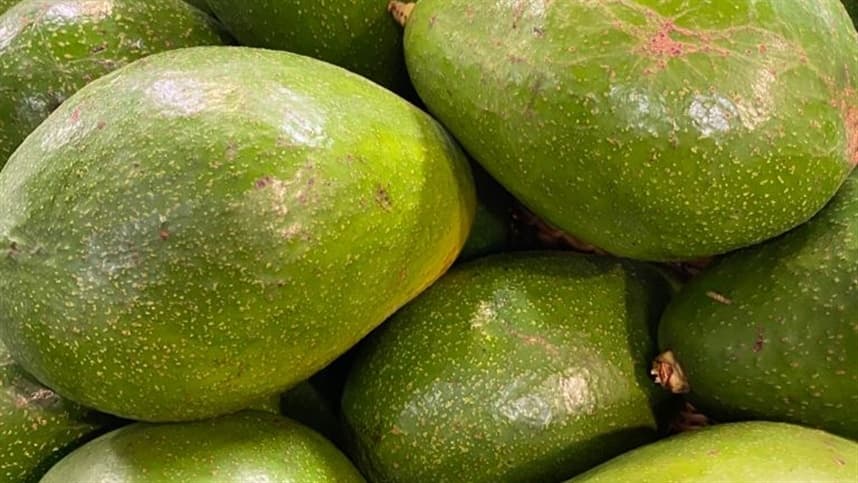Produção de abacate em São Paulo aumenta mais de 8,5% em 2023