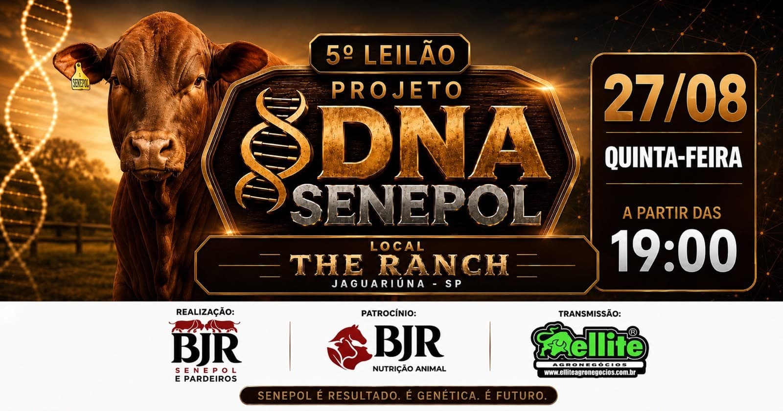5º Leilão Projeto DNA Senepol traz inovação à pecuária brasileira