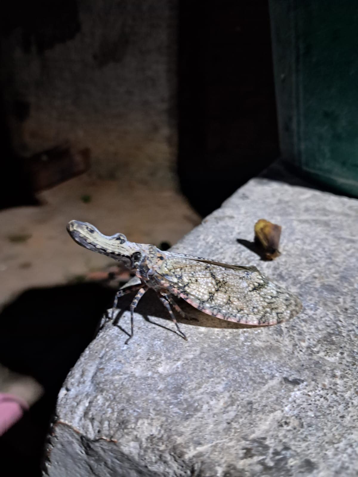 Inseto curioso encanta moradores de Paratinga na Bahia