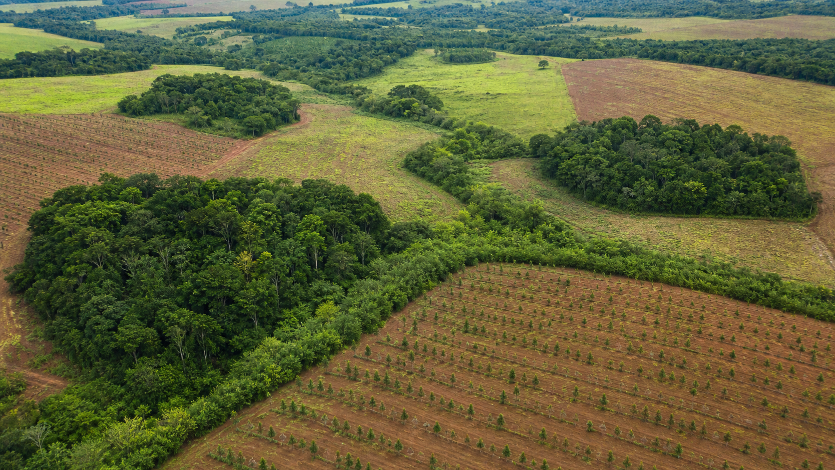 BNDES e Petrobras realizam leilão de créditos de carbono na Amazônia