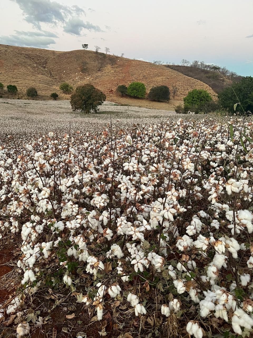 Agricultores de Minas Gerais transformam produção de algodão com tecnologia