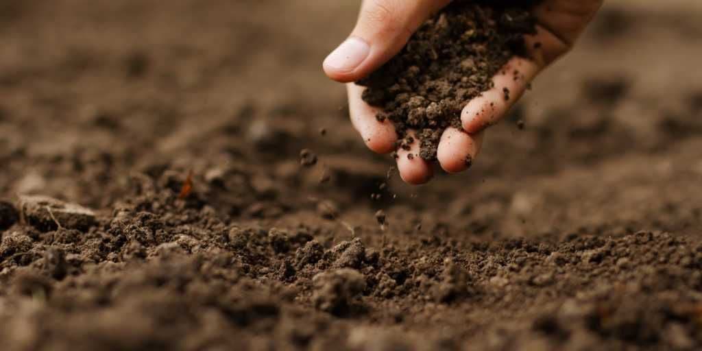 Estudo Revela Impacto da Terra Preta da Amazônia no Crescimento de Espécies Florestais