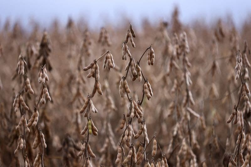 Plantio de soja no Paraná atinge 47% da área projetada com chuvas excessivas