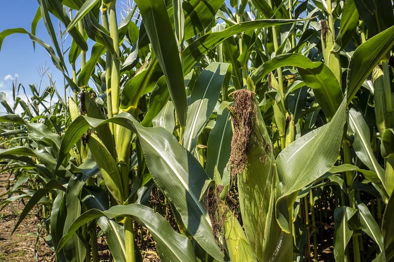 USDA divulga área plantada de grãos e estoques nos EUA para 2026