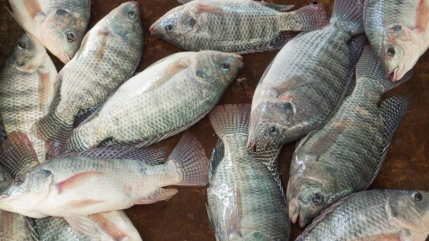Preços da tilápia sobem em maio, mas demanda mostra sinais de queda