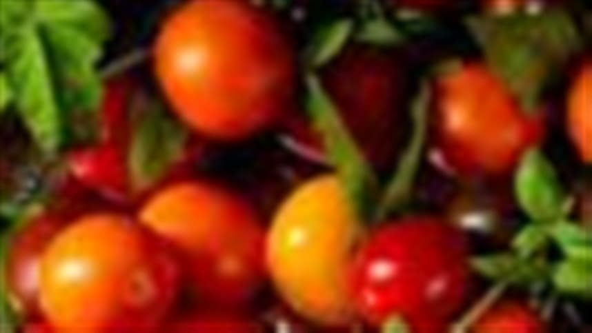 Colheita de tomate-cereja avança no Rio Grande do Sul com qualidade