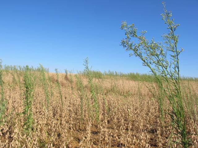 Manejo de plantas daninhas é crucial para safra 2026/27 de soja