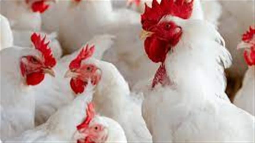 Plataforma brasileira controla Salmonella em alimentos