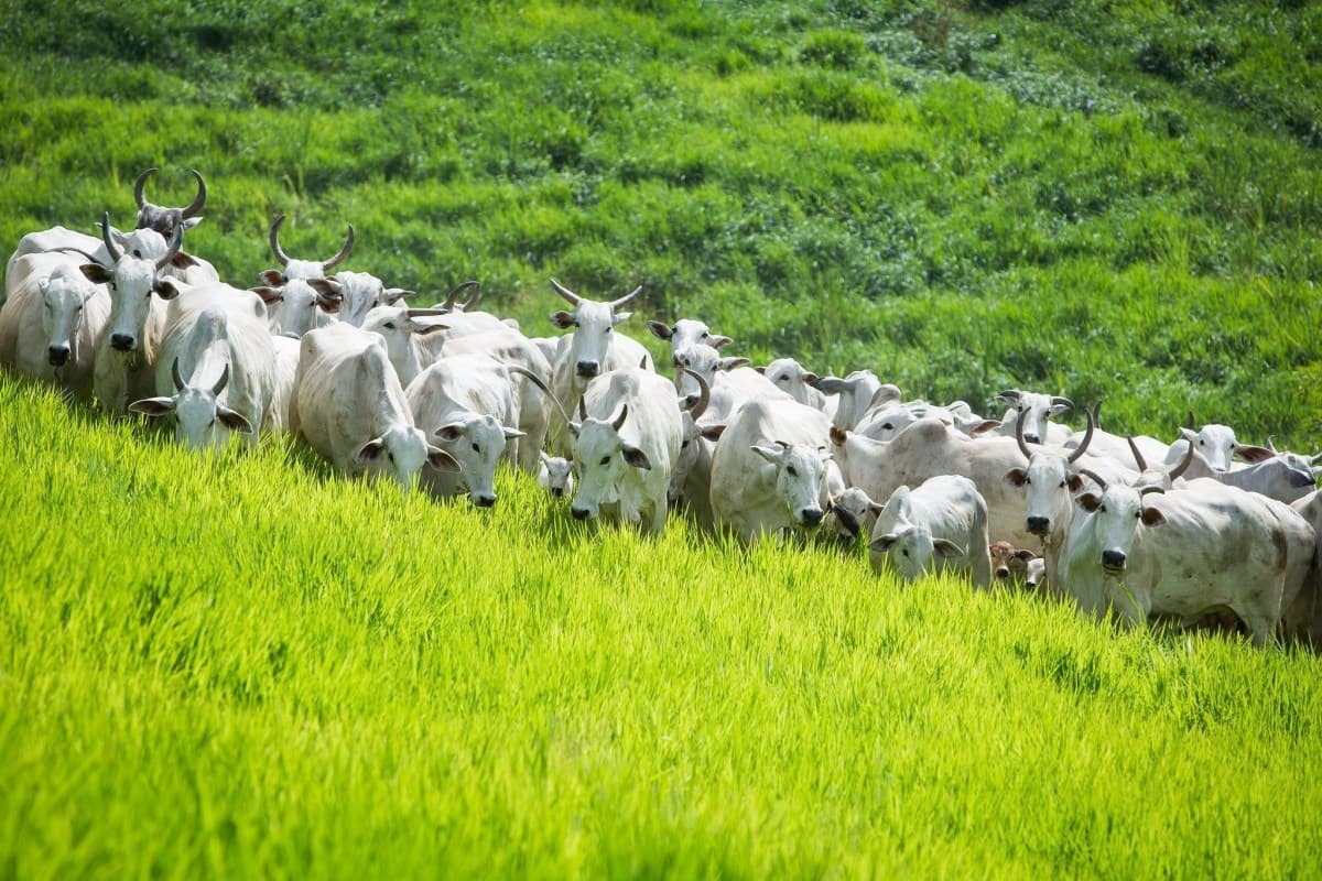 Estabilidade nas emissões de agropecuária em 2025 devido a quedas na pecuária