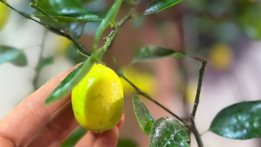 Produção de laranja em queda desafia citricultores de São Paulo