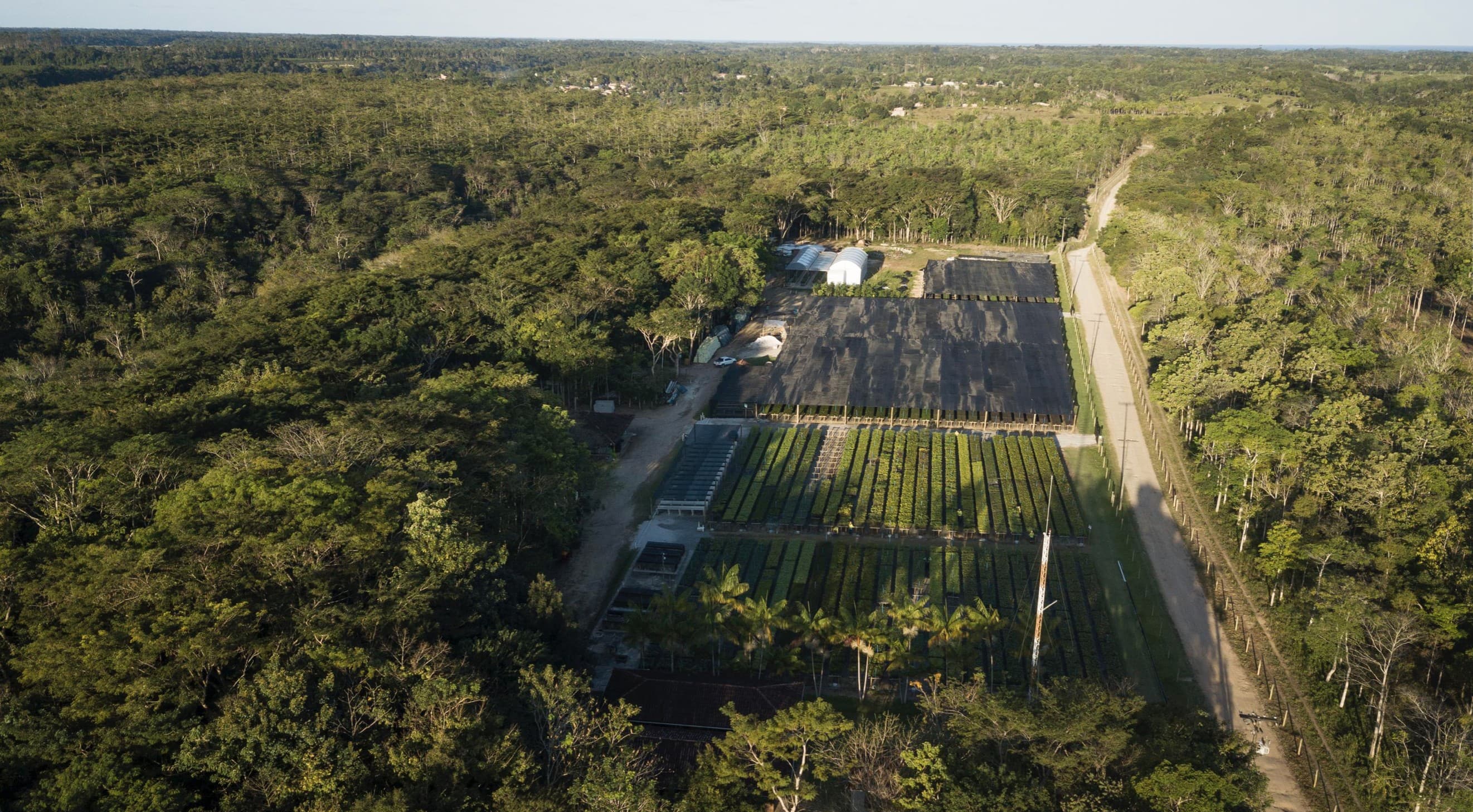 Symbiosis Recebe R$ 26 Milhões do Fundo Clima para Silvicultura Sustentável
