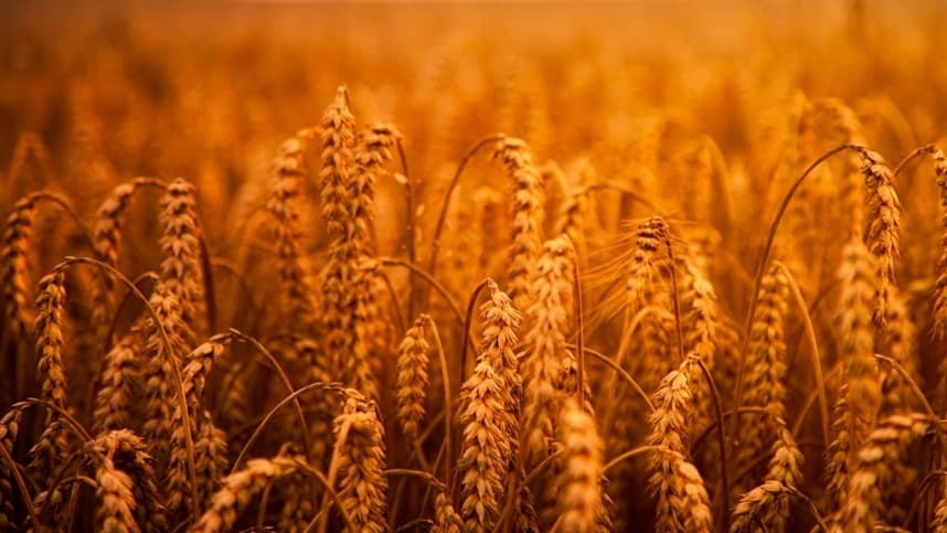 Inovações tecnológicas para superar desafios climáticos no cultivo de trigo em período de La Niña