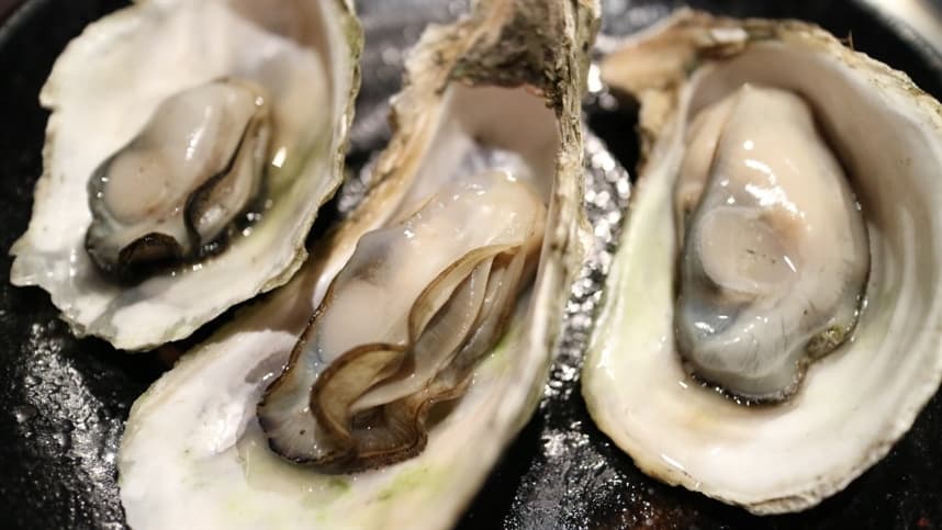 Cultivo de ostras na Bahia gera renda e alimento para pescadores
