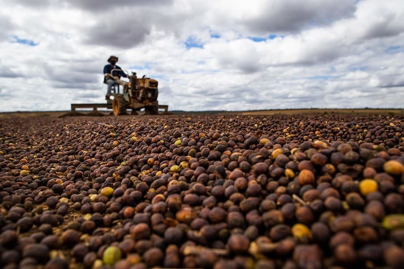 Café arábica sofre queda significativa de preços em setembro