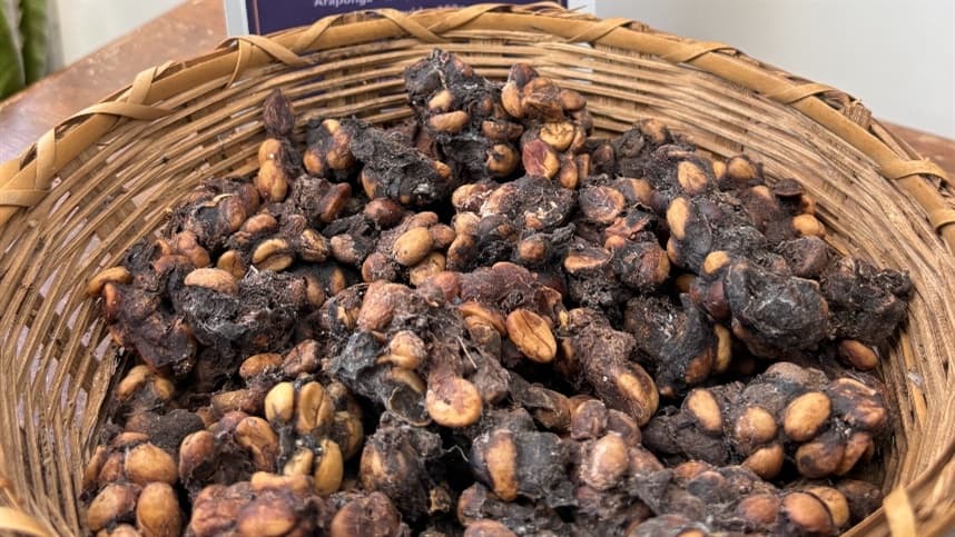 Café do Jacu: a iguaria que valoriza a agricultura em Minas Gerais