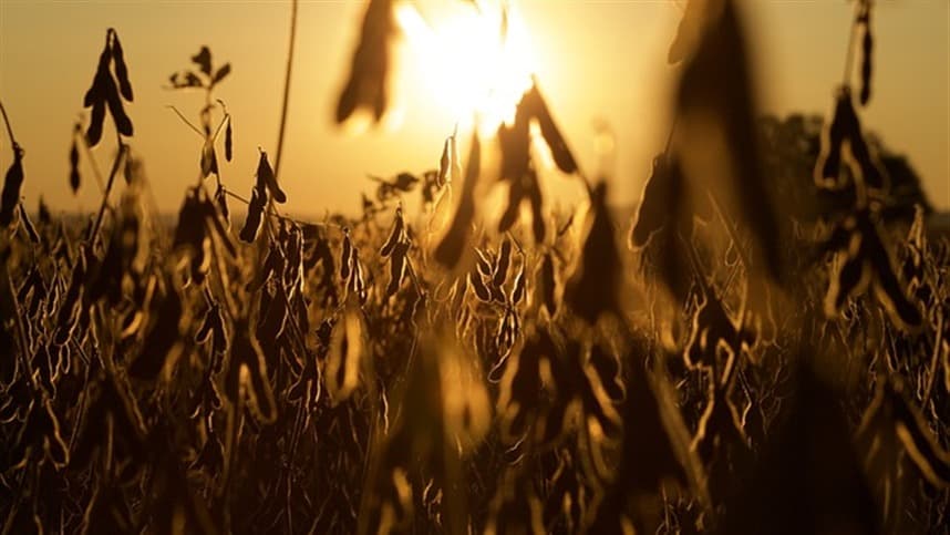 Produção de soja nos EUA deve crescer 5% na safra 2026/27