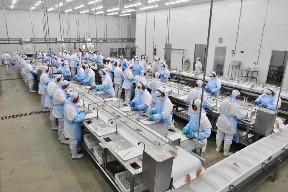 Copacol planeja ampliar produção de tilápia em 2027 com foco em consumo interno e exportação