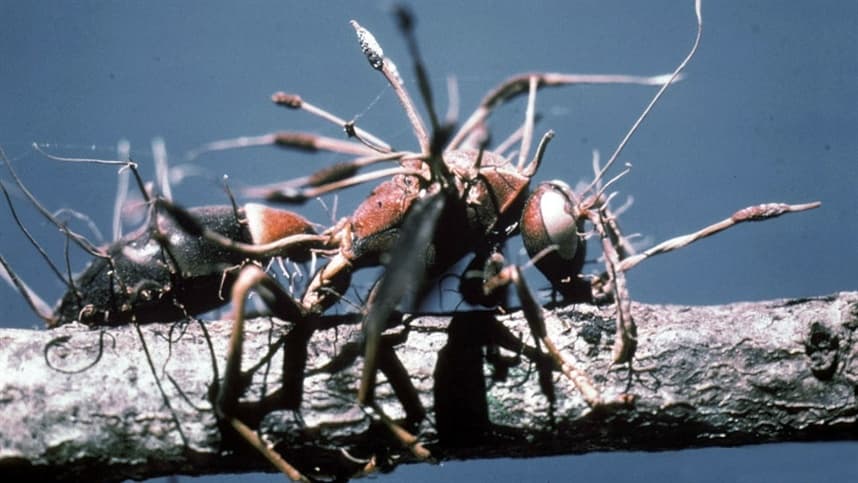 Fungos podem contaminar e controlar seres humanos?