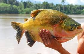 Peixe clássico do Brasil enfrenta risco de extinção após drástica diminuição populacional
