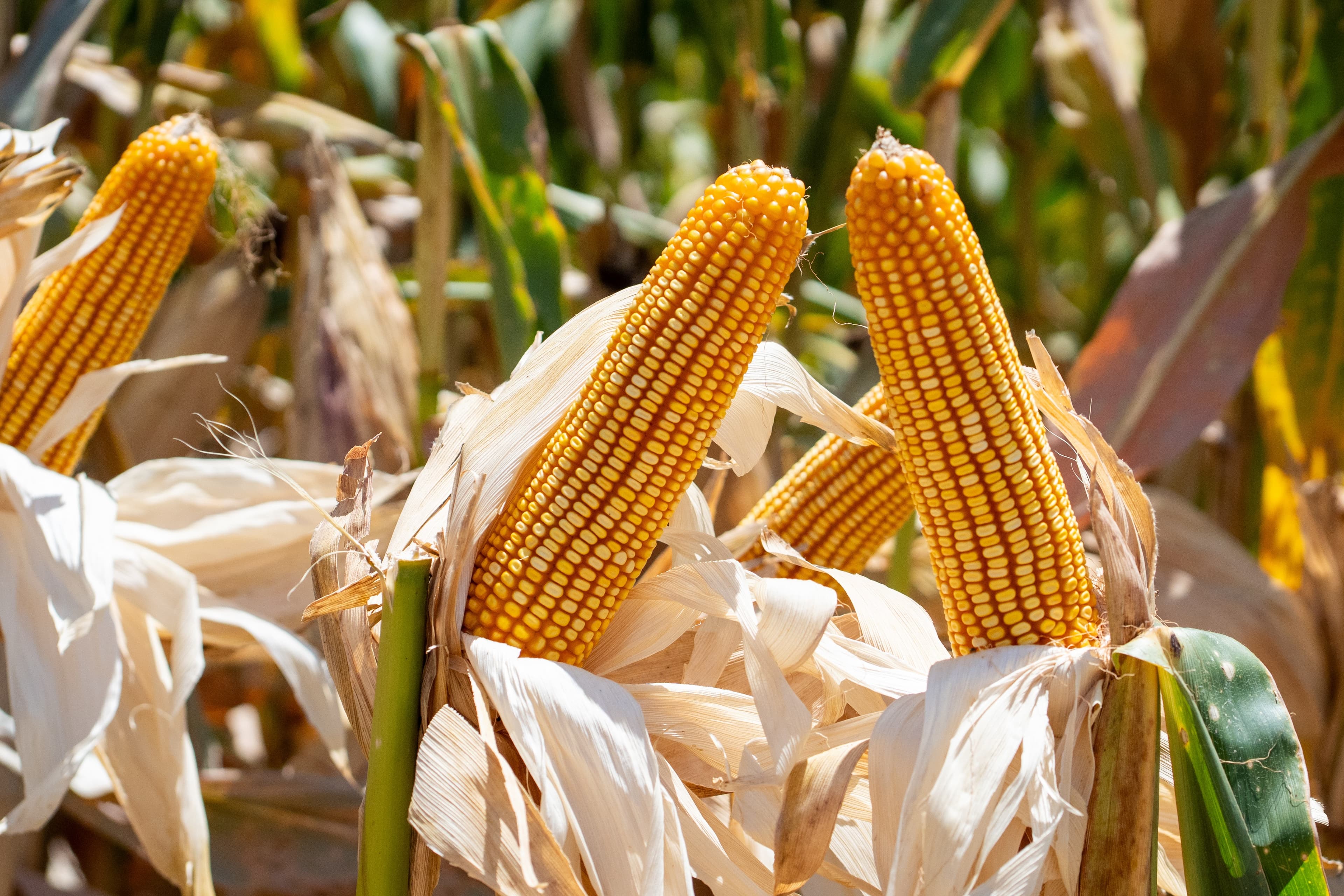 Queda nos Preços do Milho: Cepea Reporta Alterações em Diversas Regiões