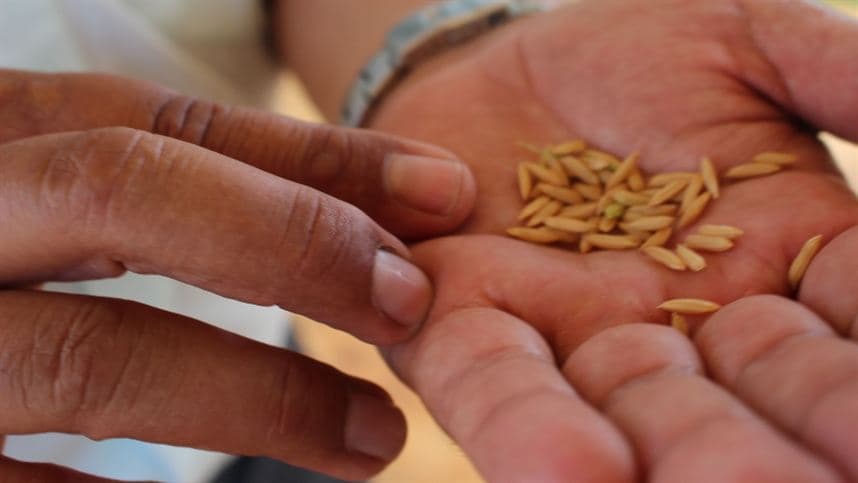 Arroz: mais que carboidrato, um alimento essencial e complexo