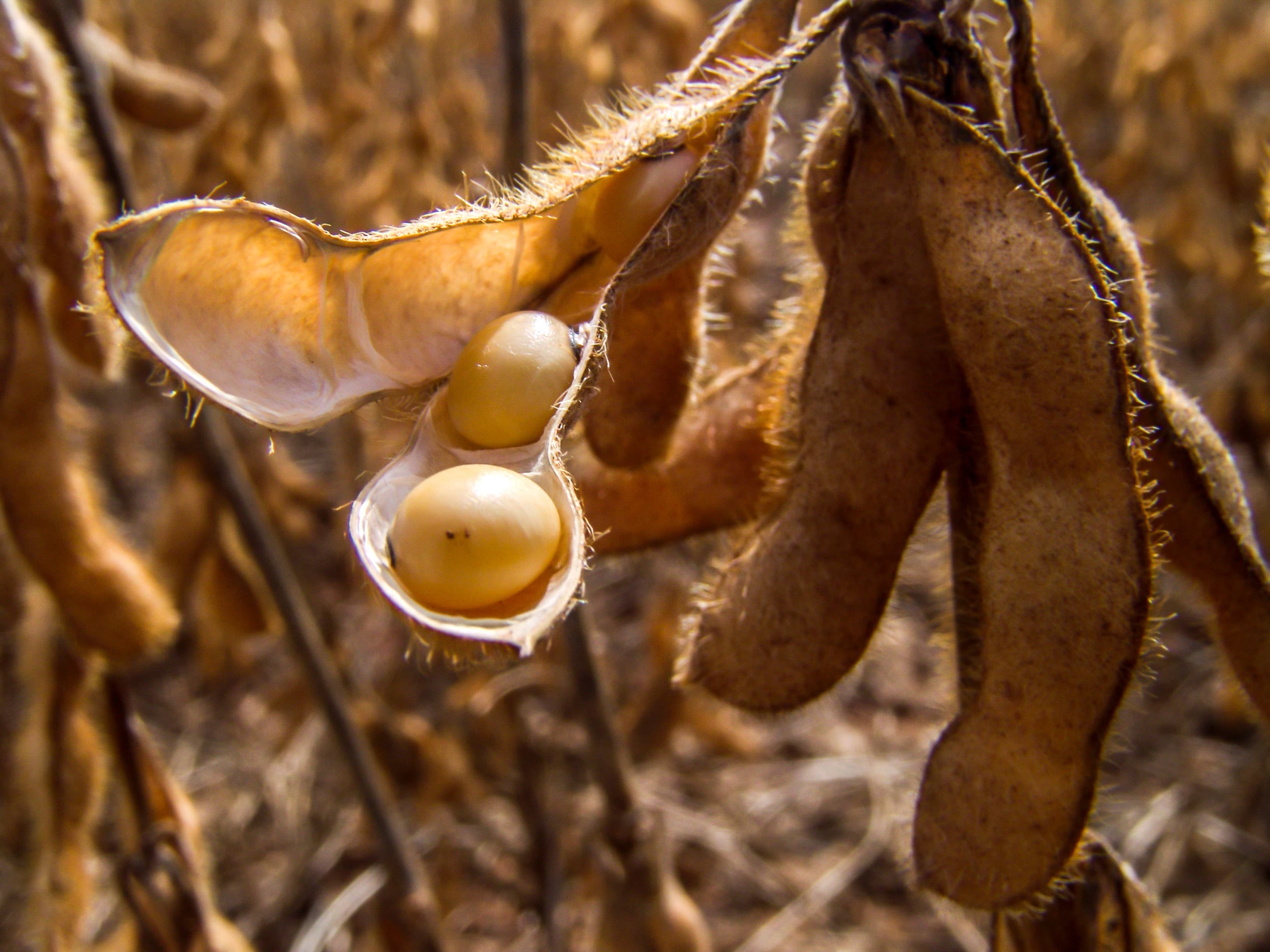 Produção de soja na Argentina deve alcançar 49 milhões de toneladas