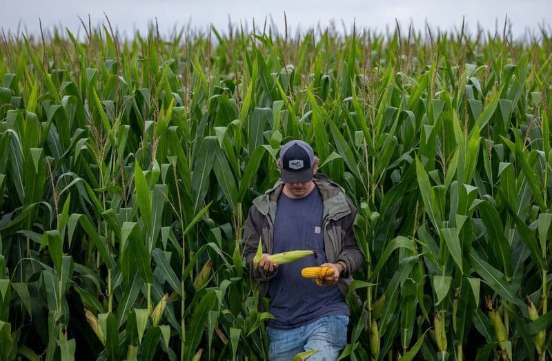 El Niño pode impactar soja e atrasar calendário do milho em MT