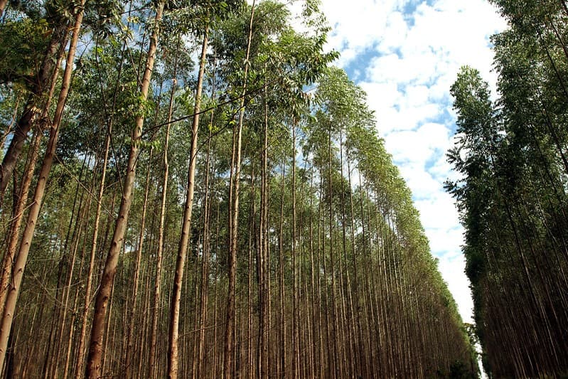 EUA propõem sobretaxa que pode afetar 37% das exportações agrícolas do Brasil