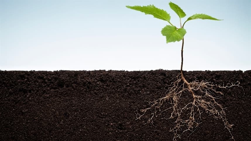 Raízes das plantas: a importância do triptofano no desenvolvimento