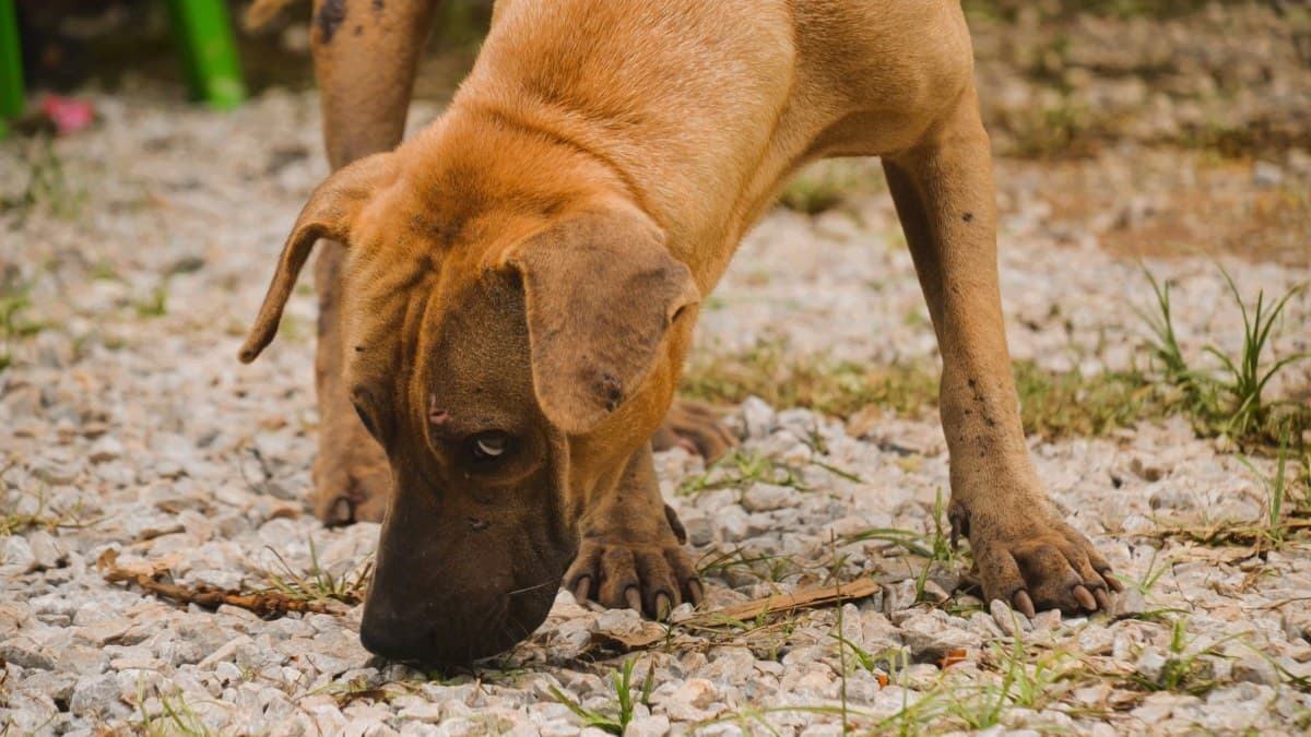 Cães e seu olfato aguçado: compreender o mundo pelo cheiro