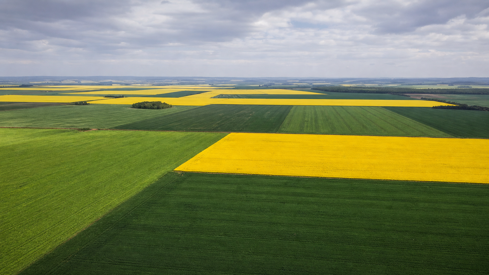 Canola no Rio Grande do Sul: área de cultivo cresce 102,64% em 2026