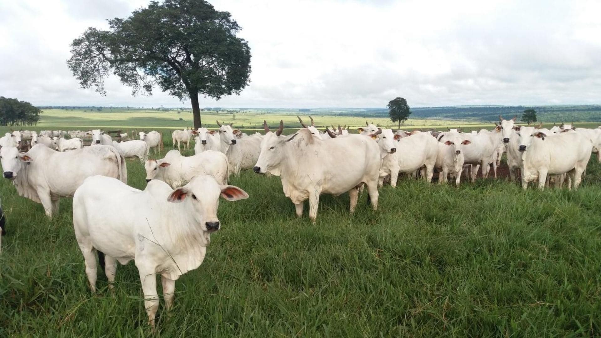 Pastejo diferido surge como solução para pecuaristas na seca