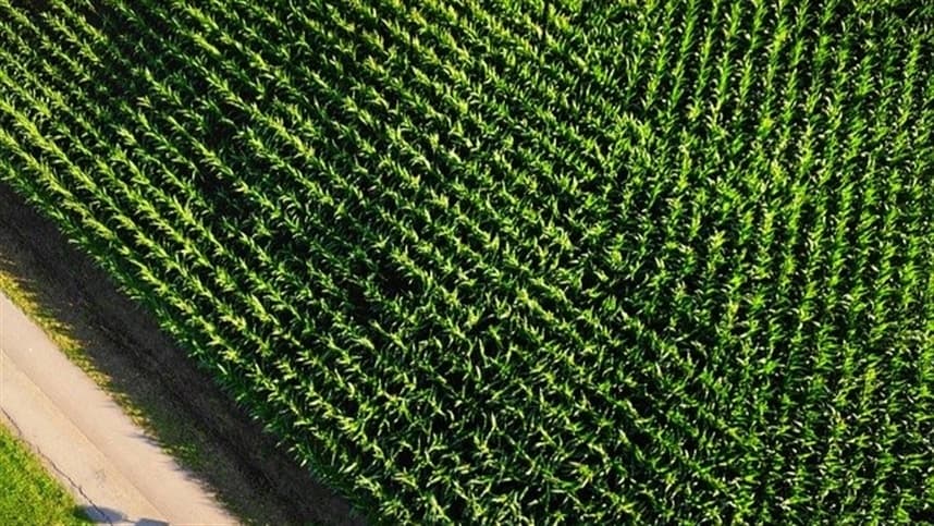 Aumento de pragas reduz produção de milho e gera perdas bilionárias no Brasil