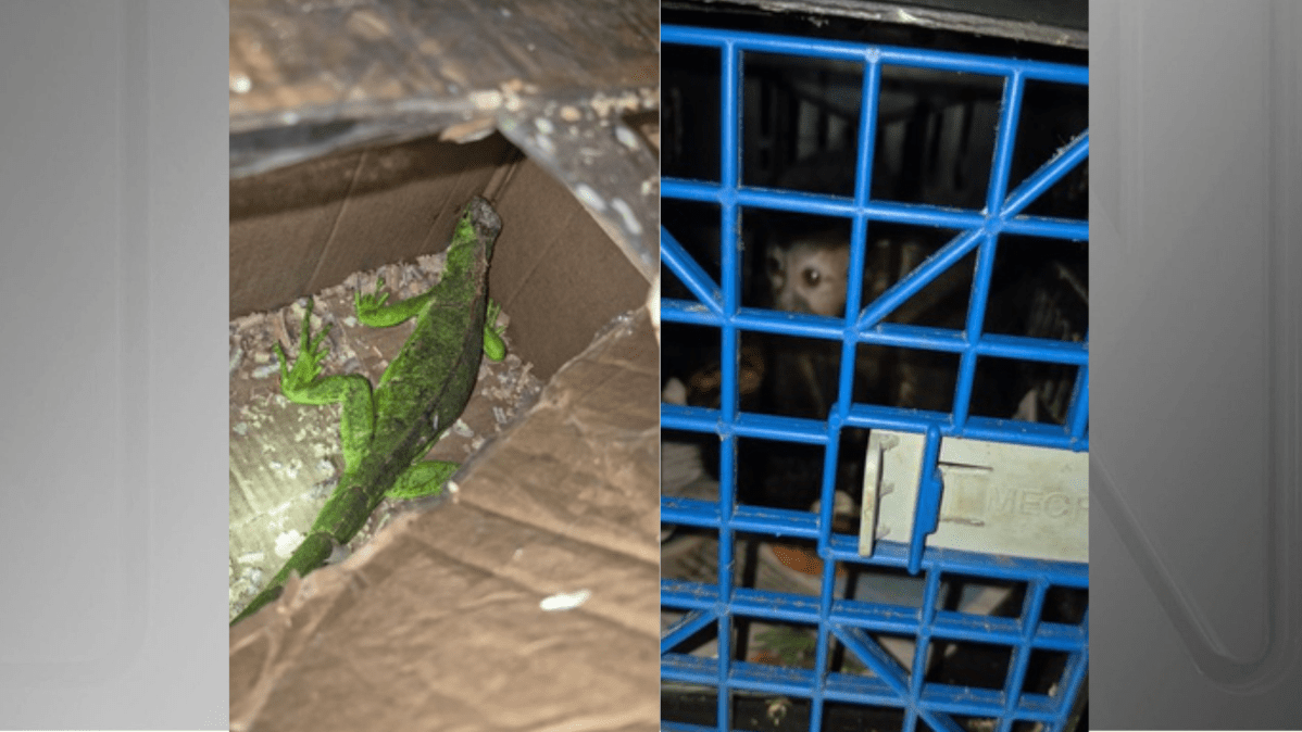 PRF detém trio por tráfico de animais silvestres no Rio de Janeiro