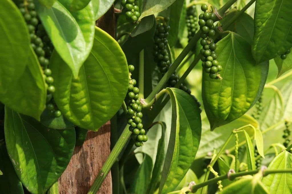 Colombo lança colhedora de pimenta inédita no mercado brasileiro