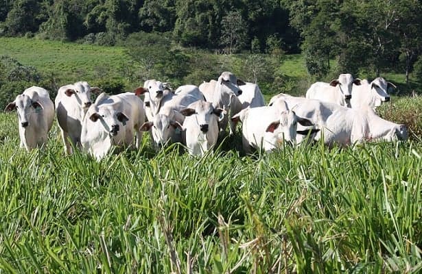 Brasil projeta redução de emissões na pecuária até 2050
