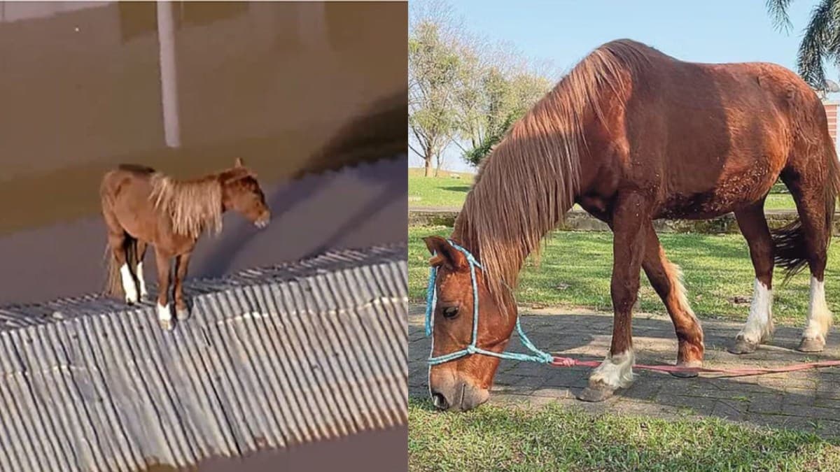 Cavalo Caramelo recebe égua Hora Extra e pode ter filhote em 2027
